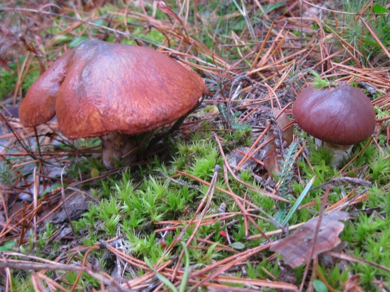 Моховик Боровой