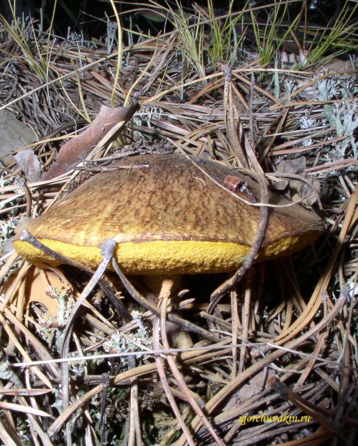 Boletus variegatus