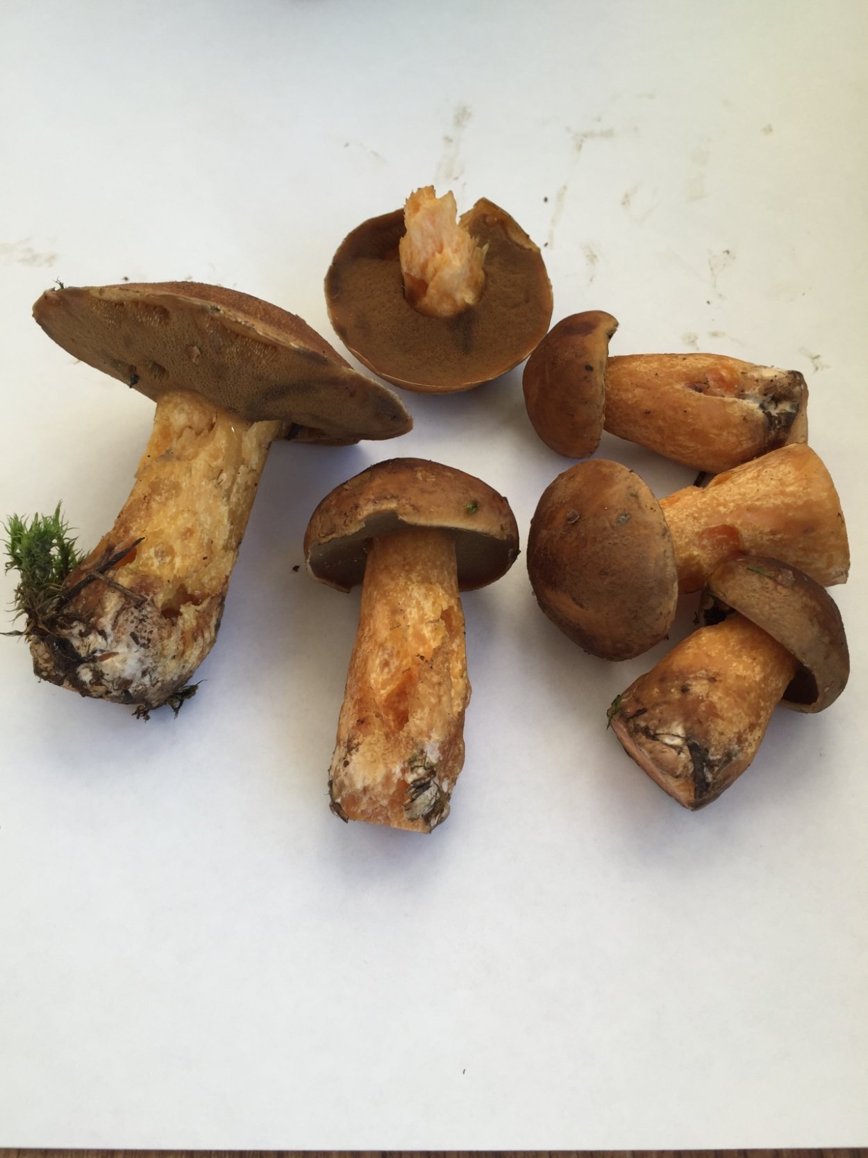 Масленок желто-бурый Suillus variegatus