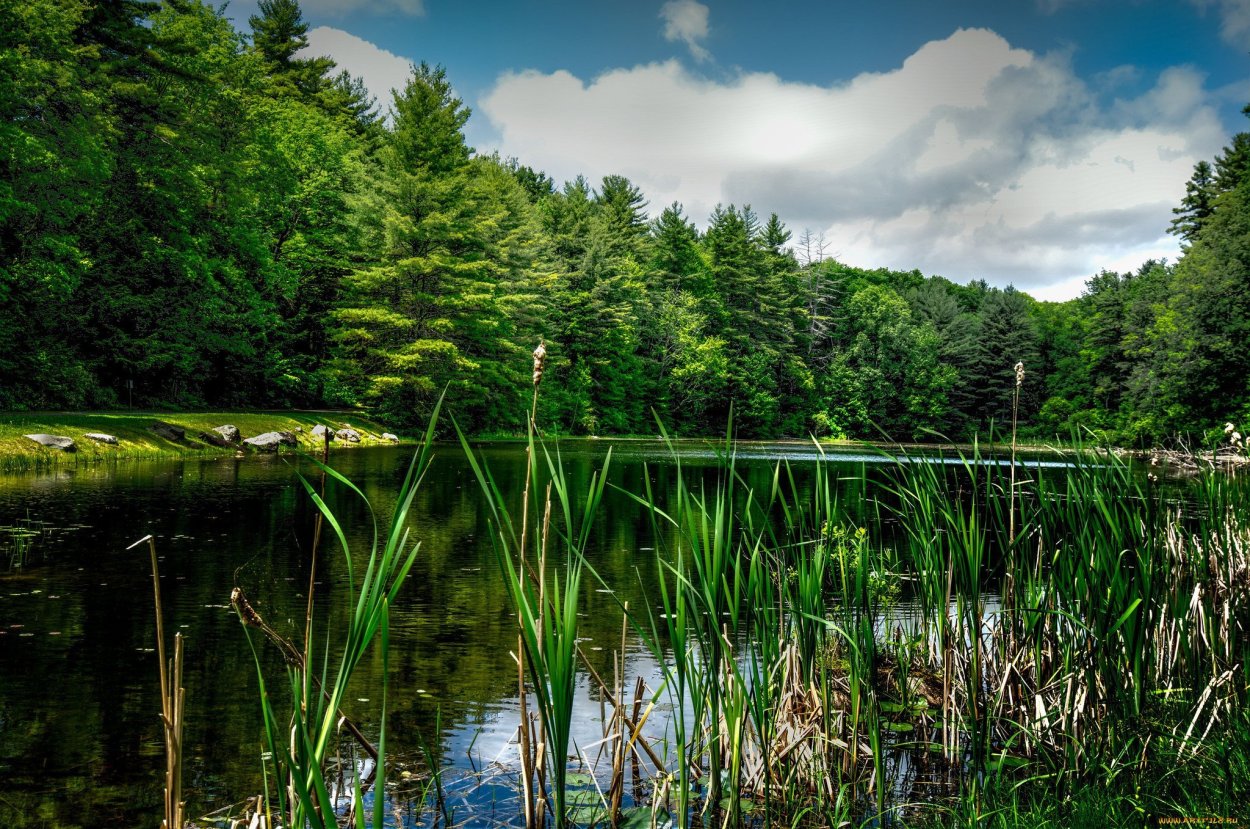 Лесное озеро (Forest Lake)