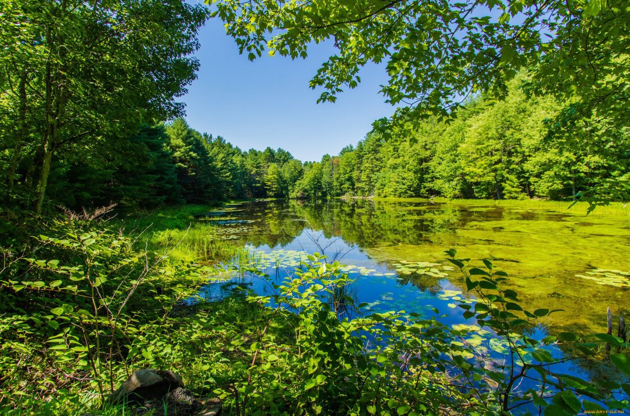 Летняя природа