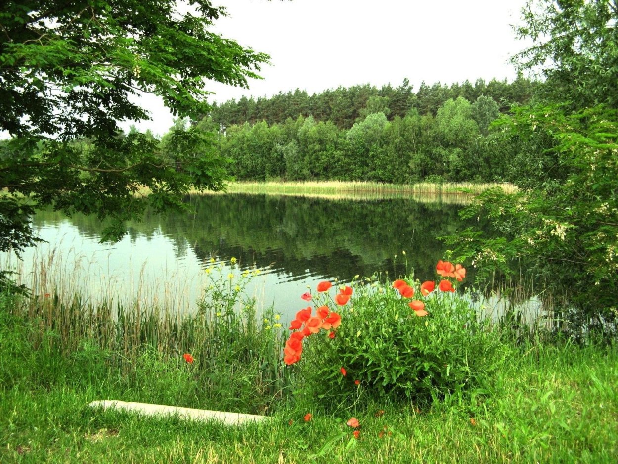 Мостик река лето деревня