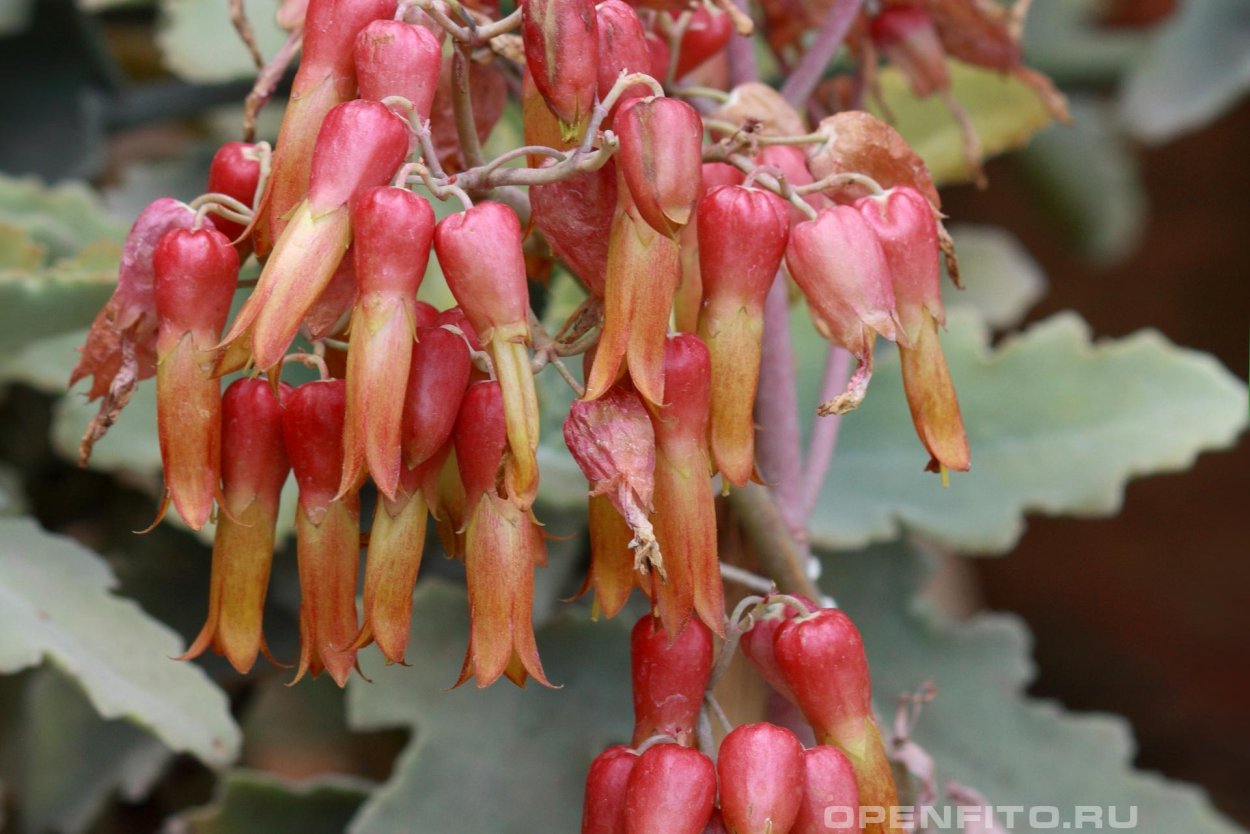 Каланхоэ перистое Kalanchoe pinnata