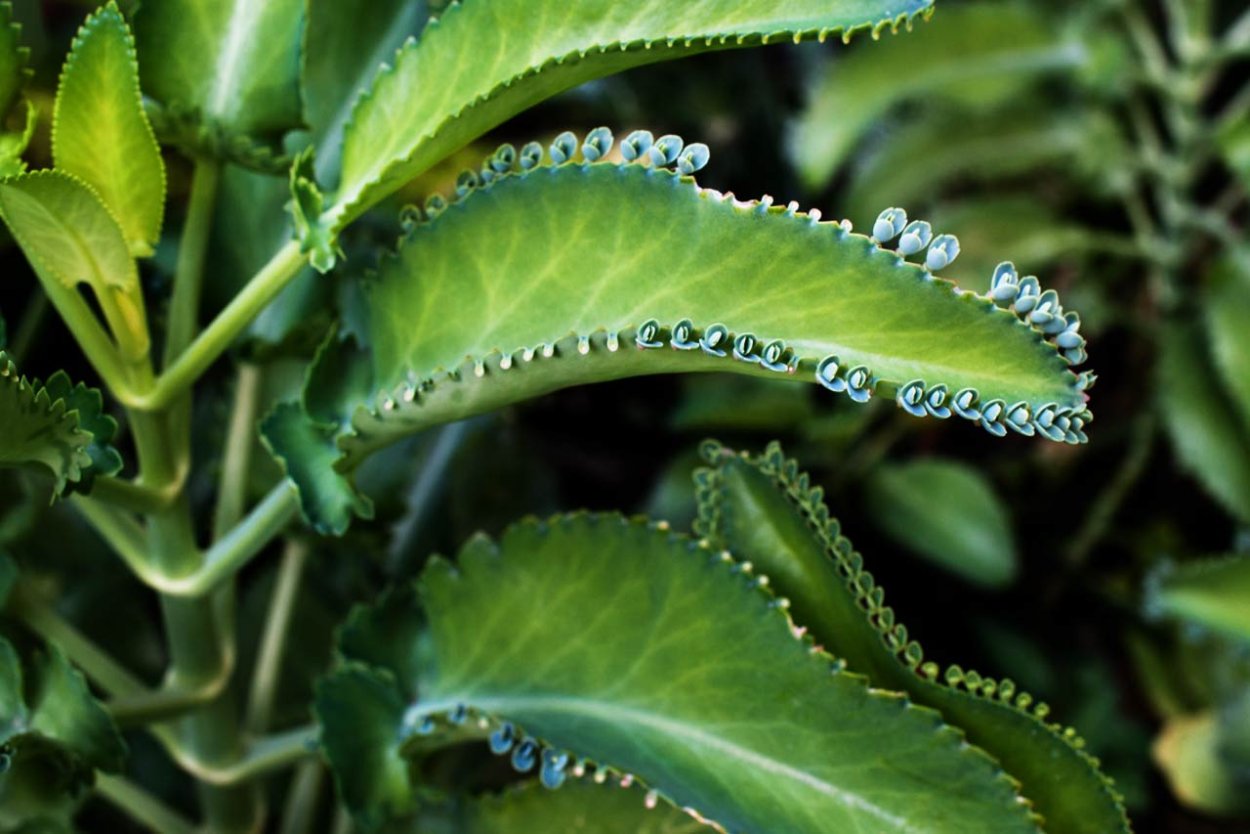 Каланхоэ мадагаскарский