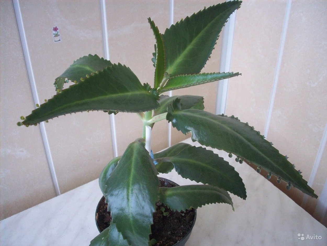 Каланхоэ перистое сок