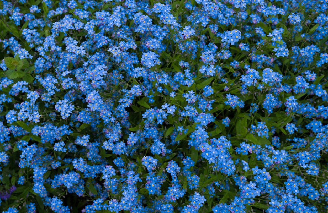 Незабудка Лесная Myosotis sylvatica