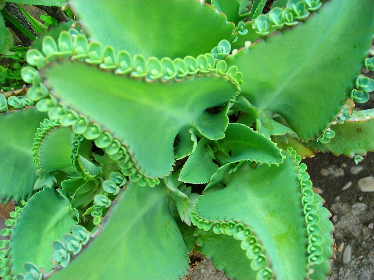 Каланхоэ Спайдер Грин