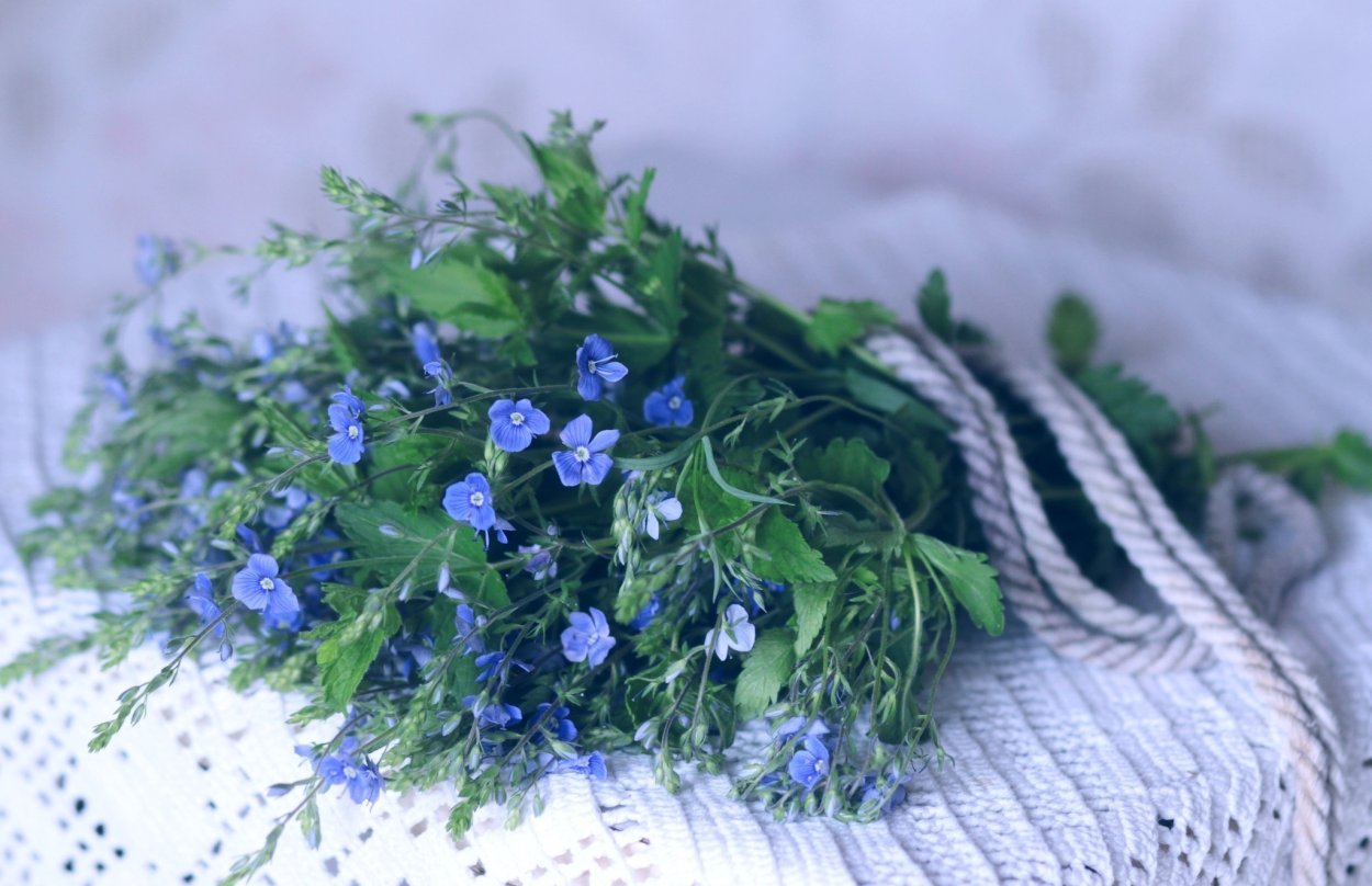 Гипсофила метельчатая голубая