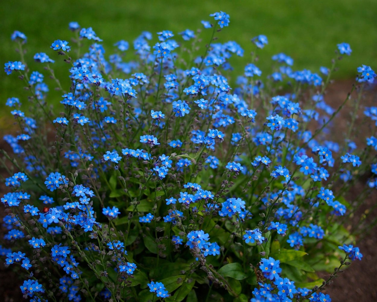 Незабудка Лесная Поляна