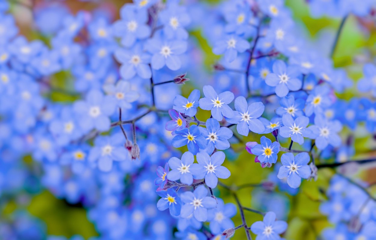 Ткань с незабудками