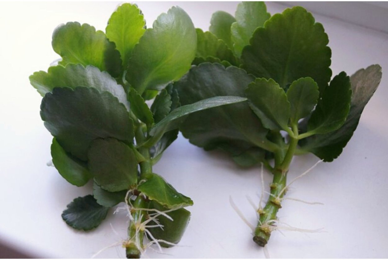 Каланхоэ Дегремона (Kalanchoe daigremontiana)
