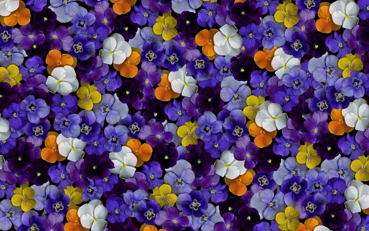 Флокс шиловидный fabulous Blue Dark Center (Фабулос Блю)