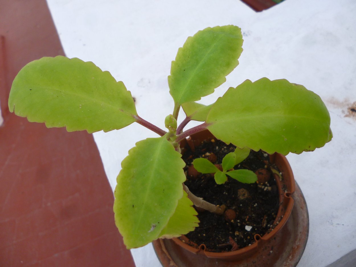 Фикус каланхоэ