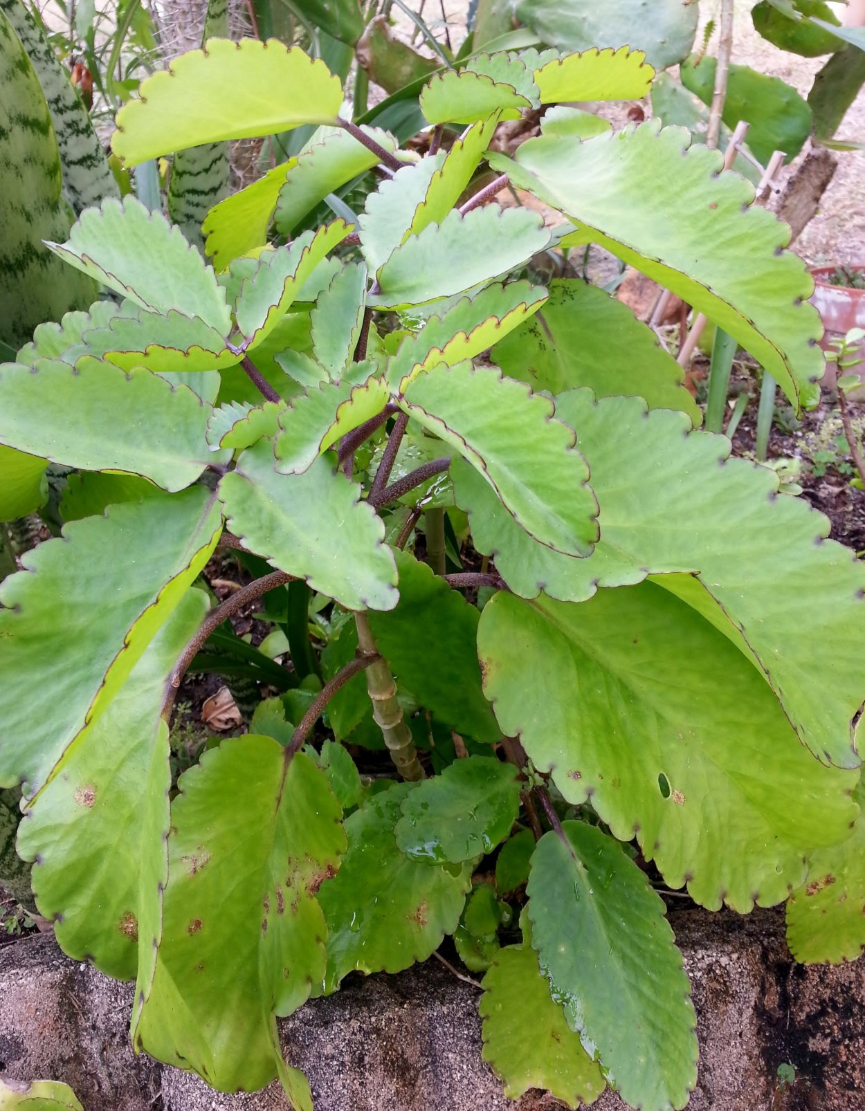 Каланхоэ Дегремона