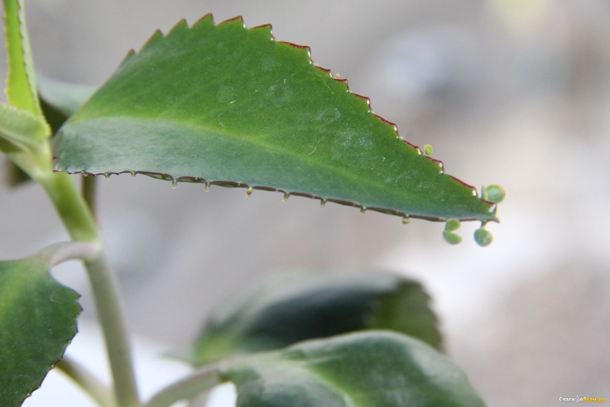 Bryophyllum pinnatum
