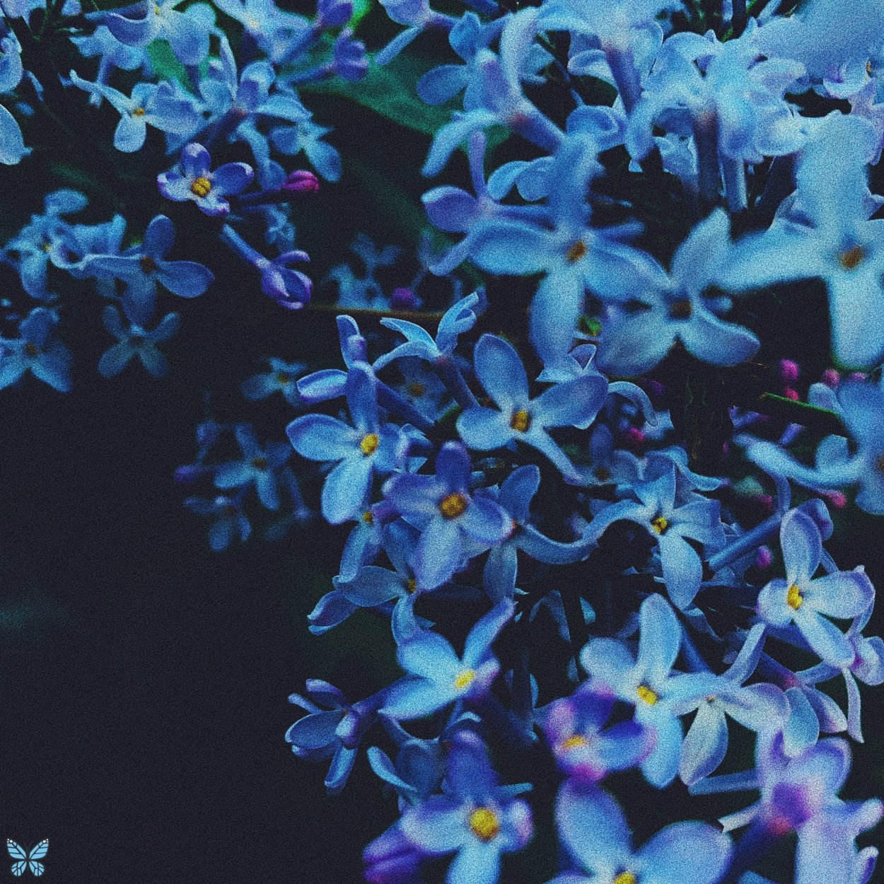 Незабудка дернистая