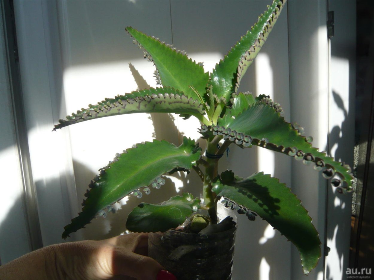 Зачатки цветков каланхоэ