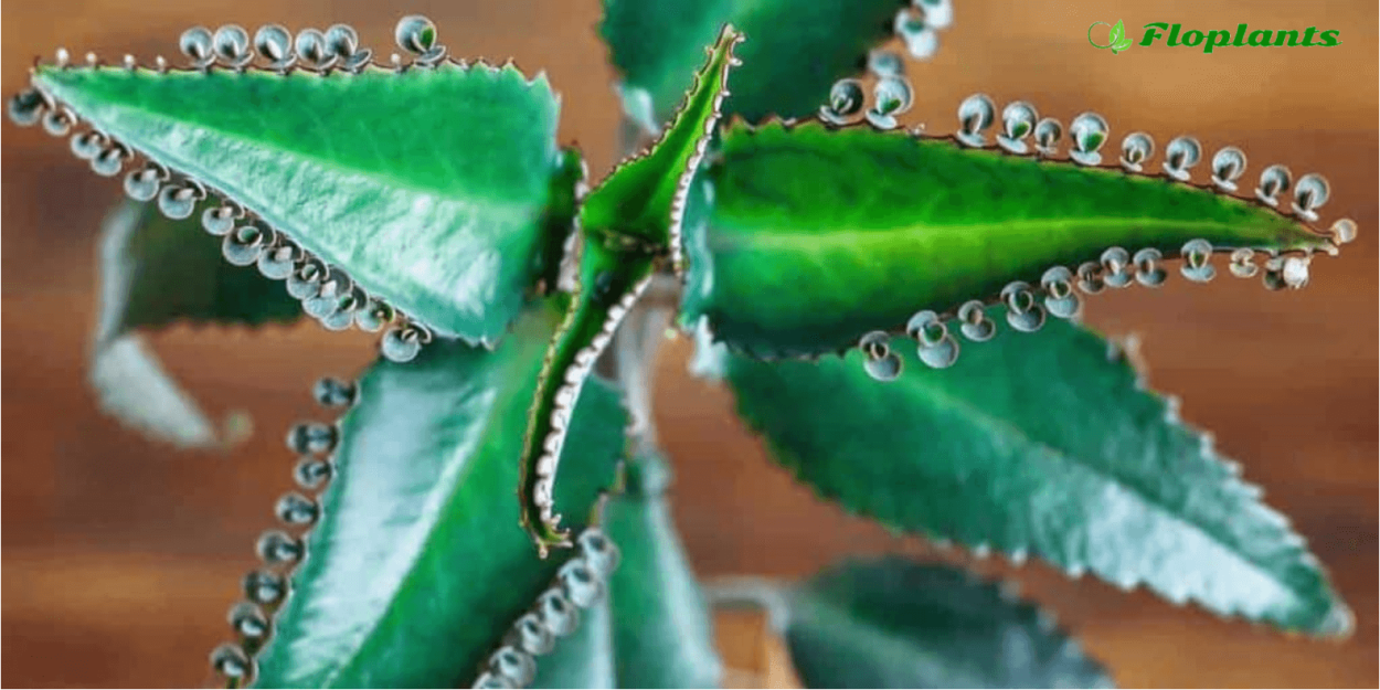 Каланхоэ пильчатолистное (Kalanchoe serratifolium)