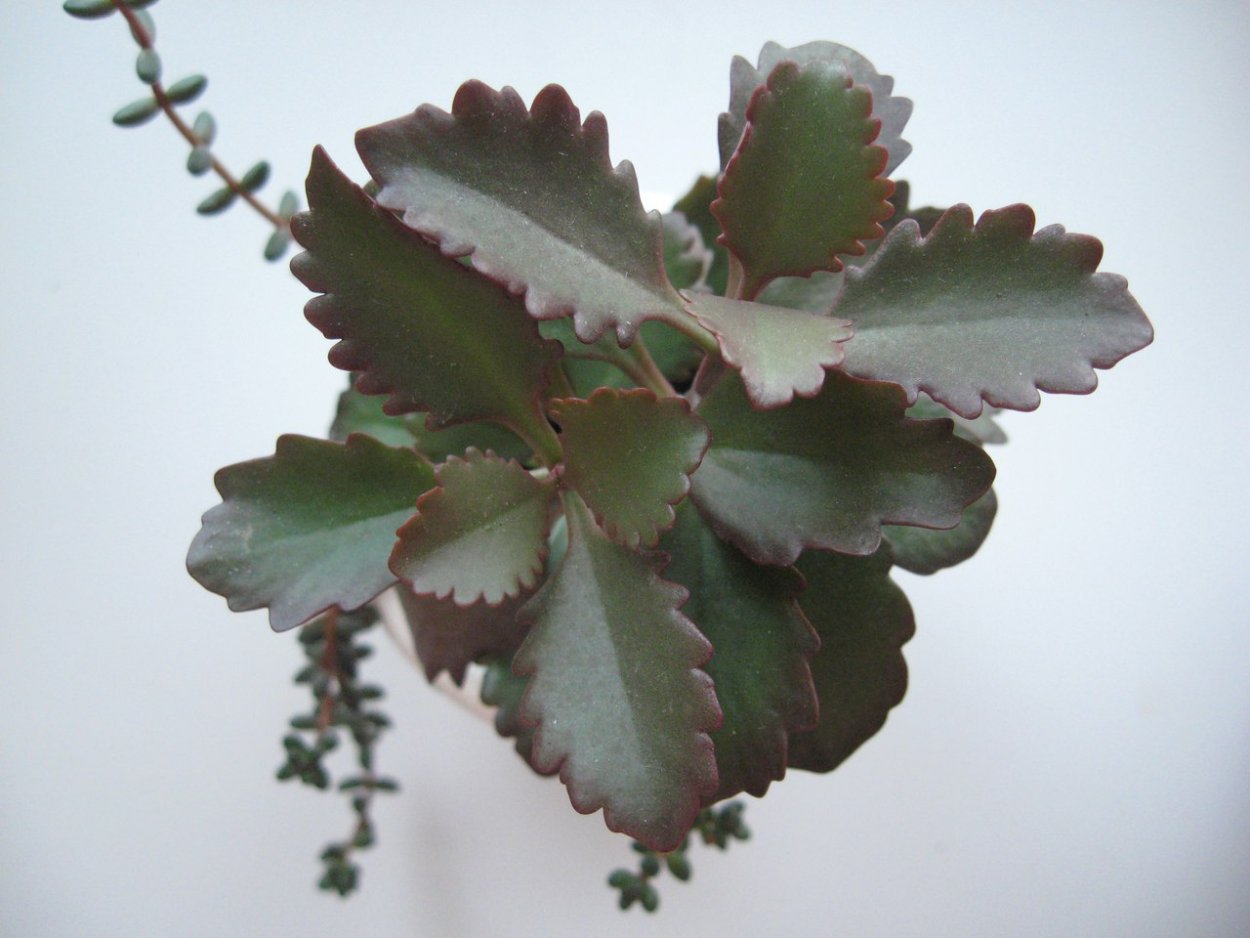 Каланхоэ пильчатолистное (Kalanchoe serratifolium)