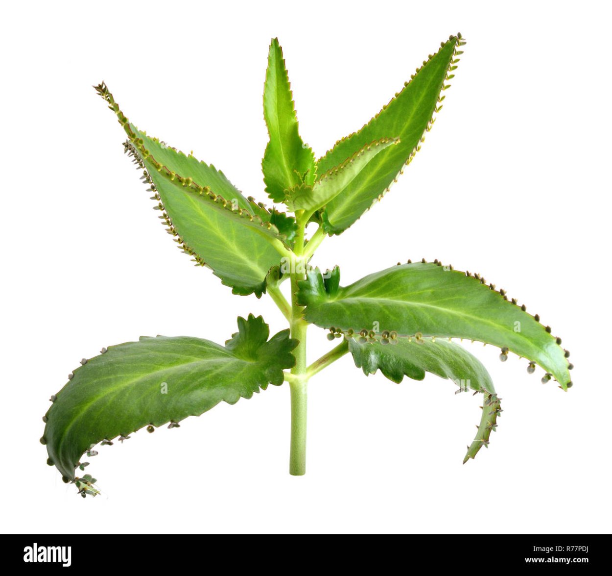 Каланхоэ пильчатолистное (Kalanchoe serratifolium)