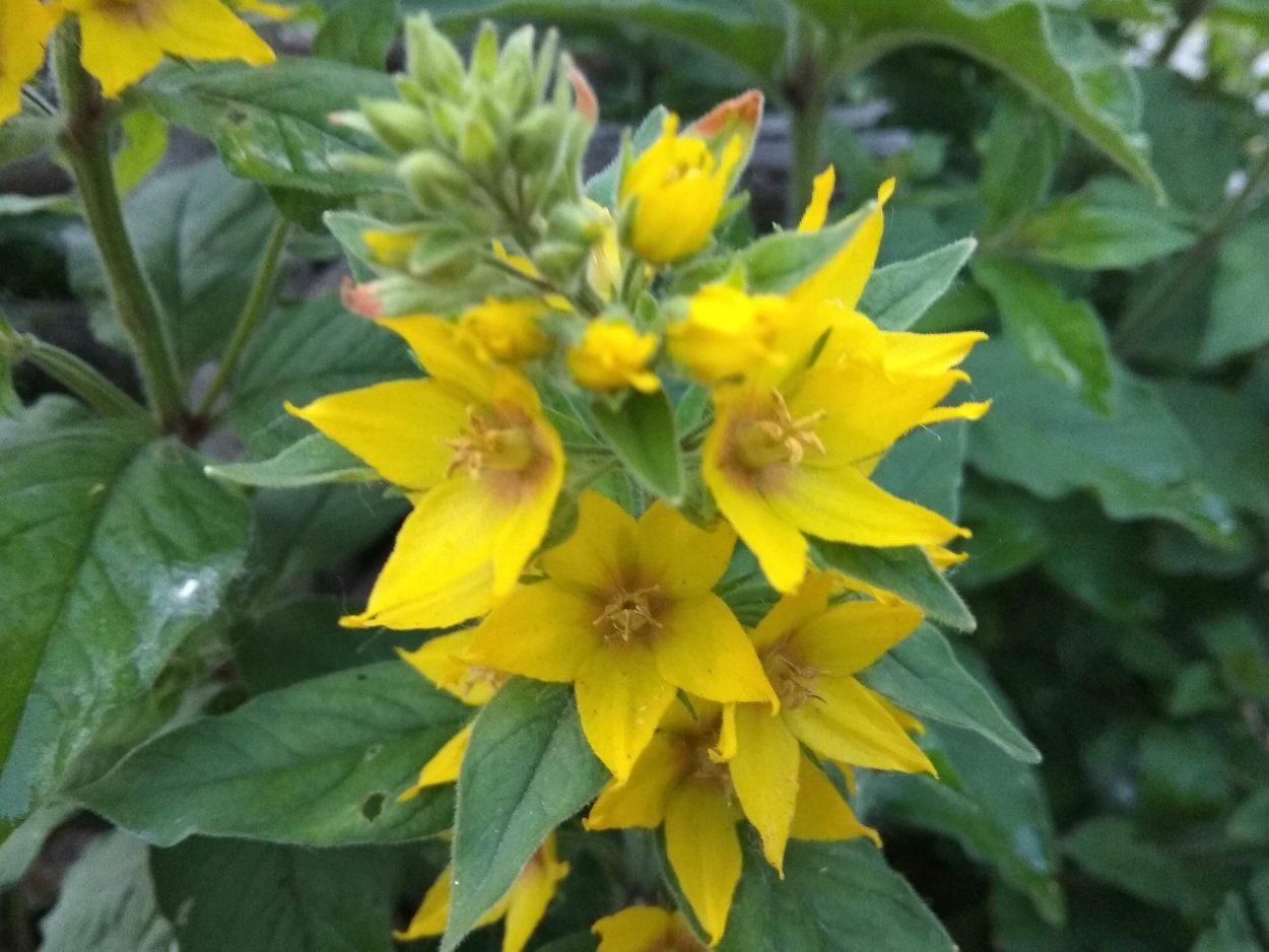 Вербена цветок желтый