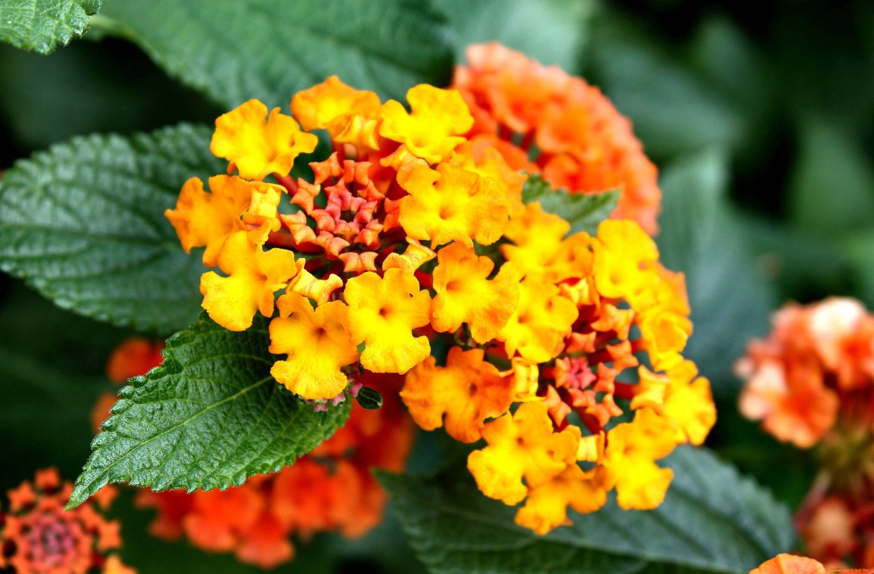 Вербена цветок желтый