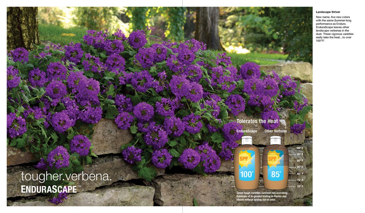 Патагонская Вербена