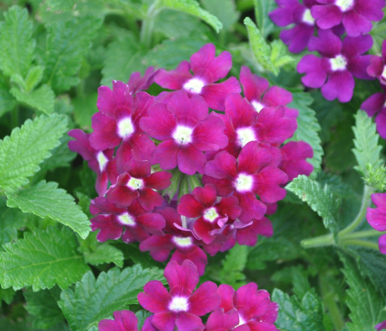 Вербена ENDURASCAPE Blue