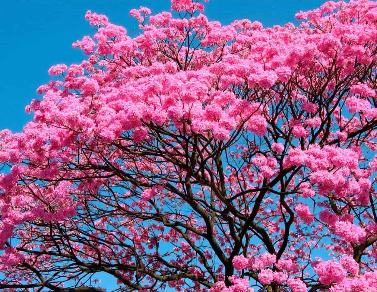 Лапачо кора муравьиного дерева