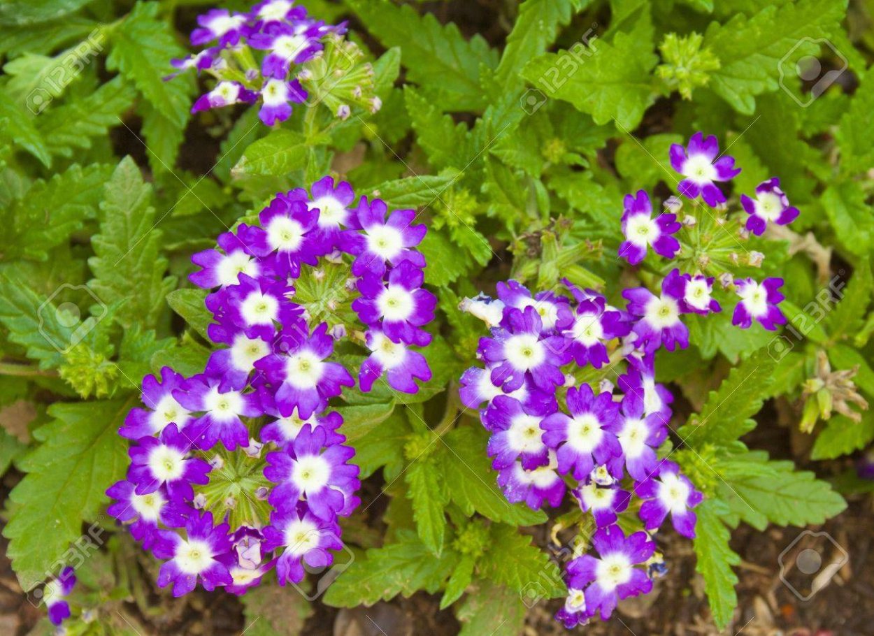 Низкорослые долгоцветущие однолетники