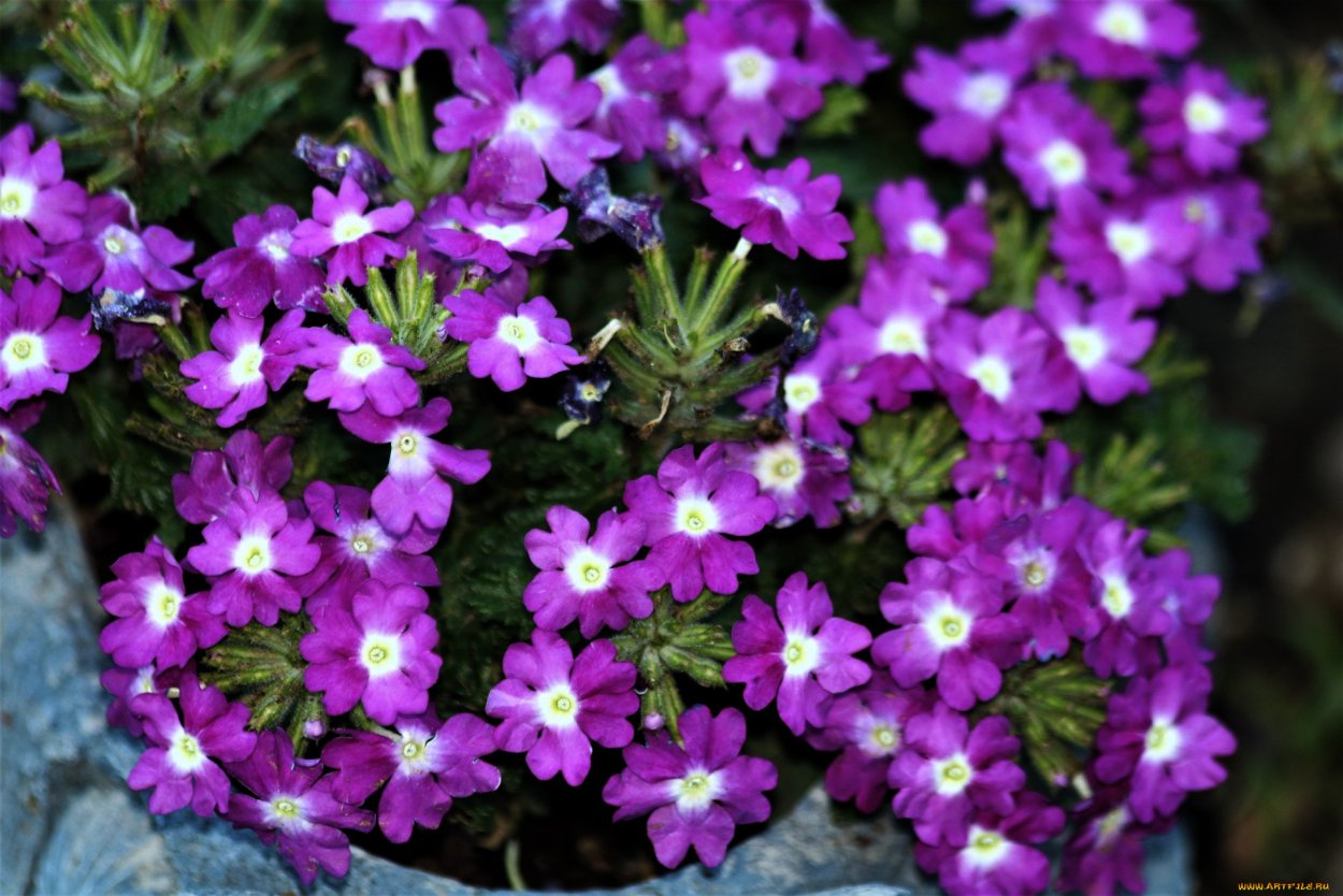 Вербена многолетняя леди мечта