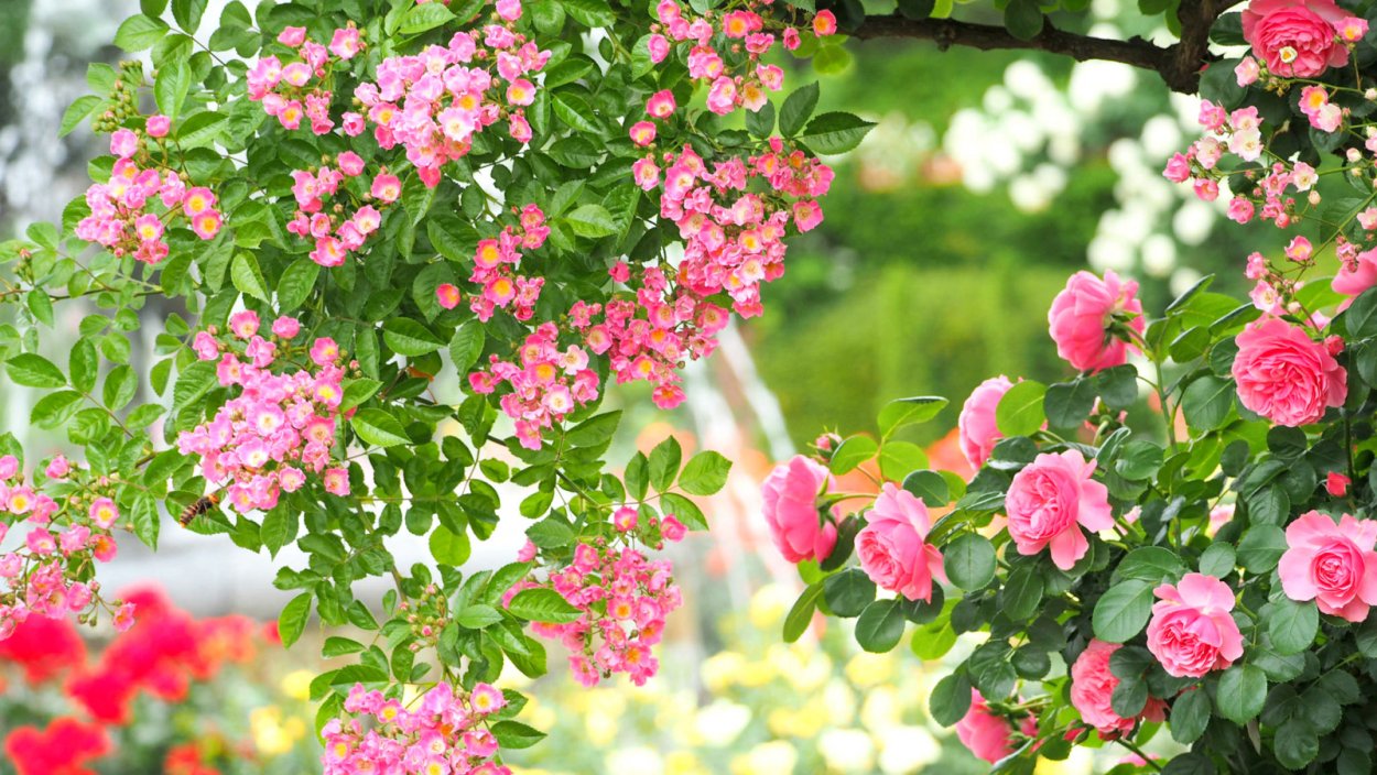 Куст шиповника роз