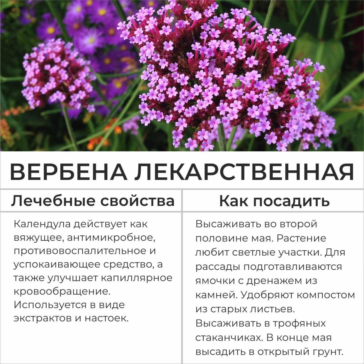 Вербена бордюрная