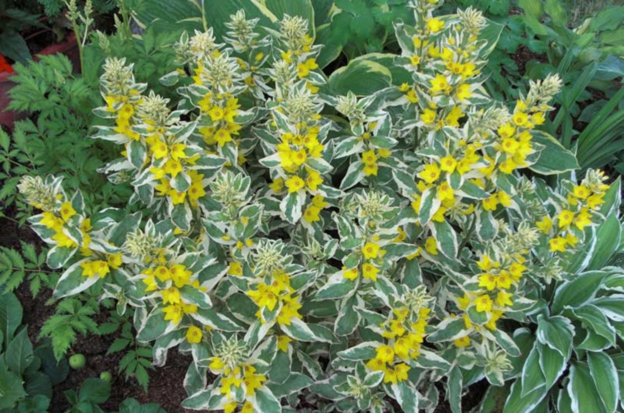 Вербена почвопокровная