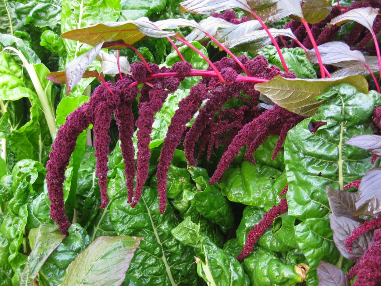 Amaranthus cruentus Амарант