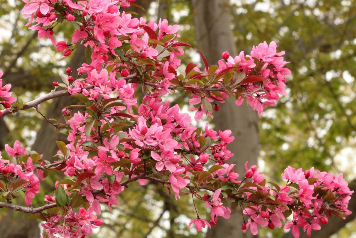 Рододендрон спирея