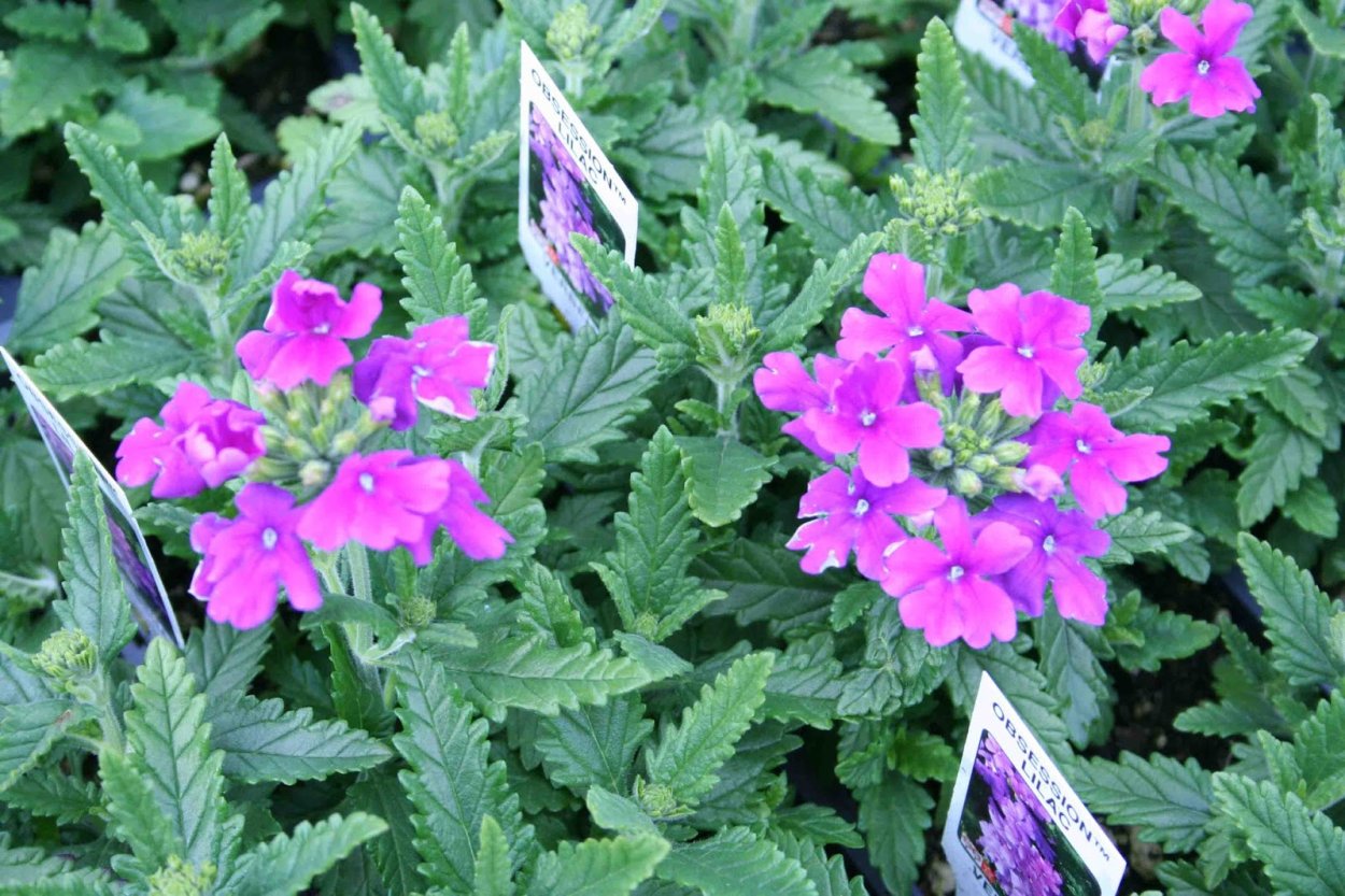 Вербена Тускани