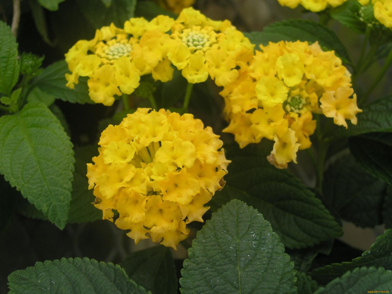 Вербена цветок желтый