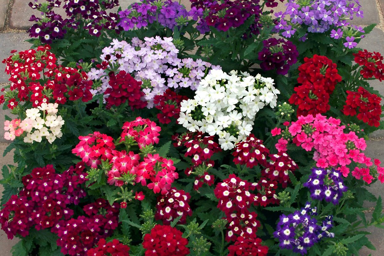 Вербена метельчатая