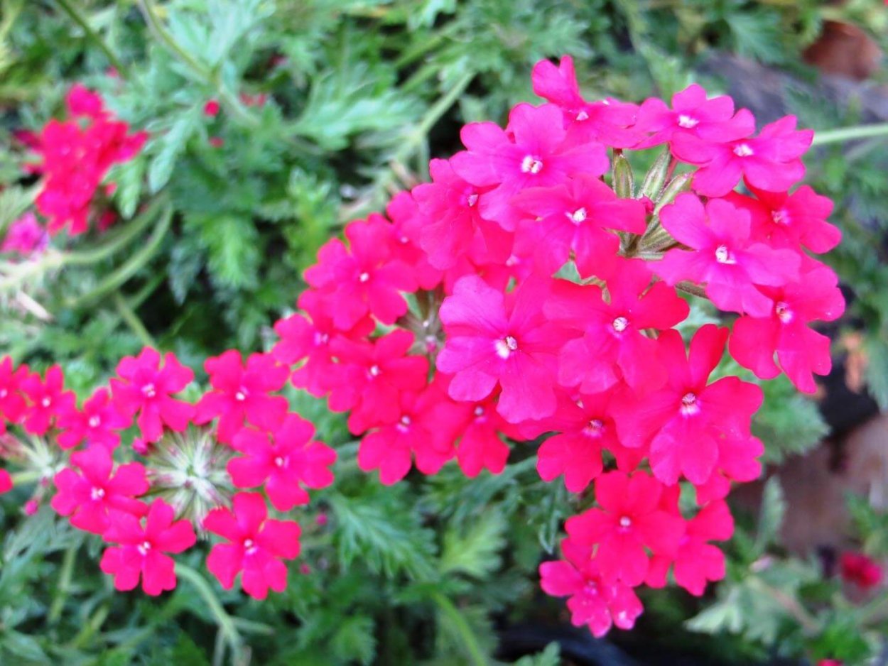 Вербена Обсешн