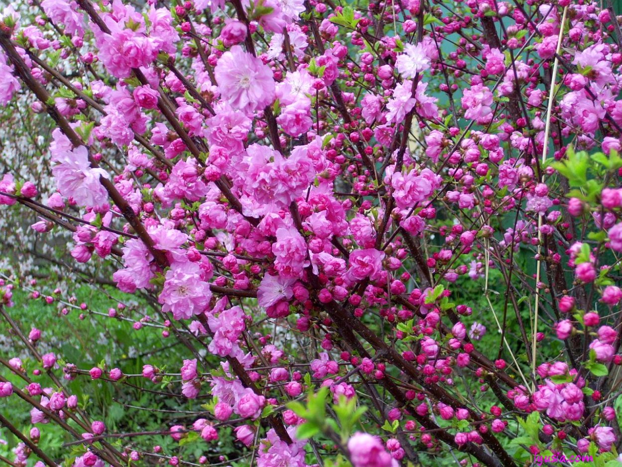 Бобовник Луизиания