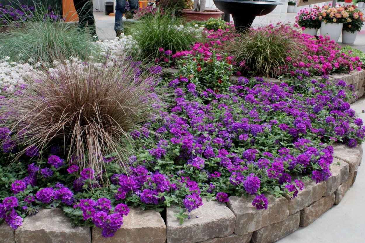 Клумба бегония бархатцы и петуния