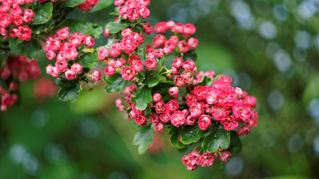 Бонсай Сакура живой