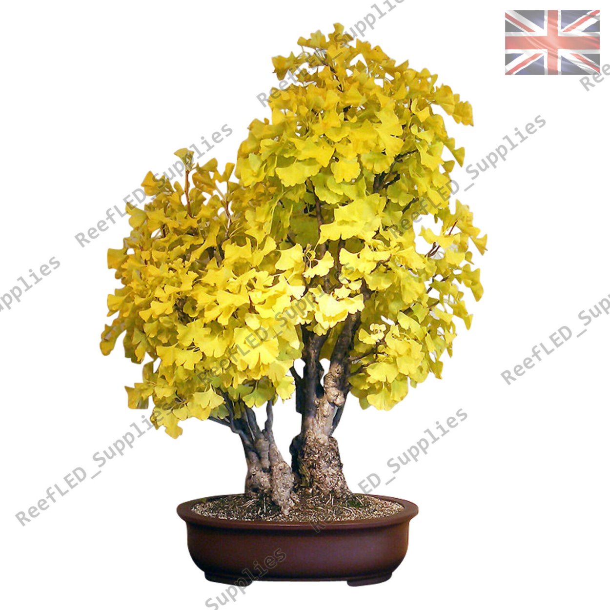 Гинкго билоба бонсай желтый