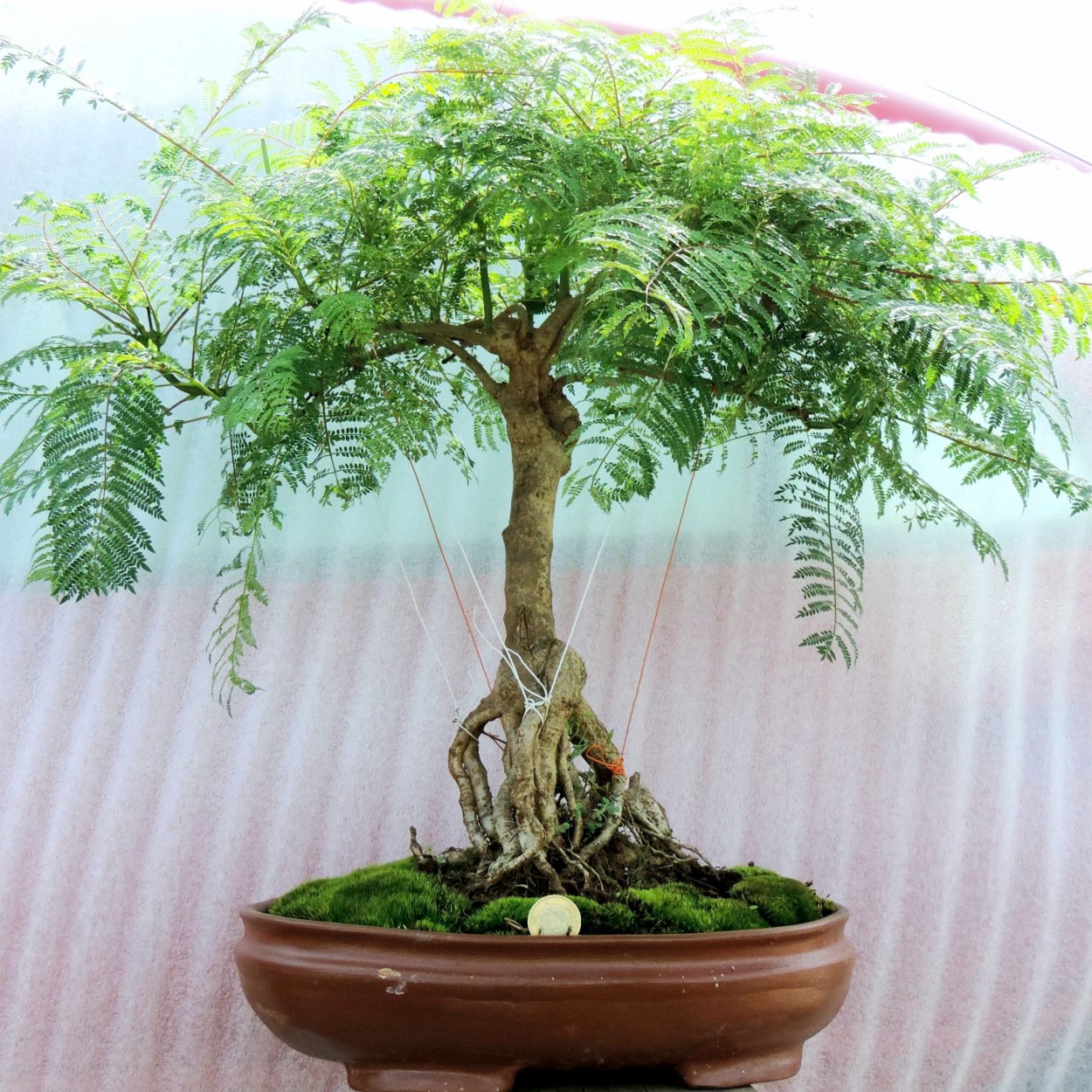 Бонсай Лоропеталум Pippa’s Red’