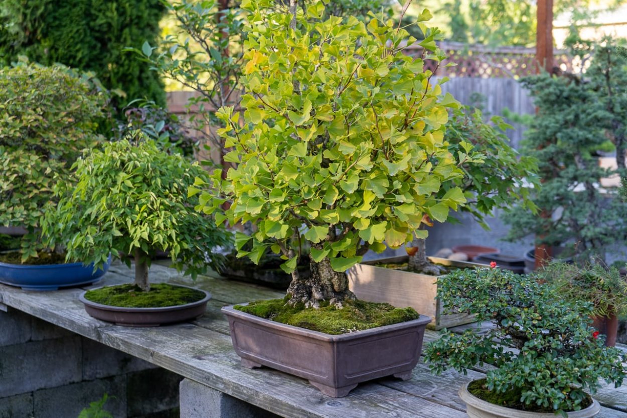 Гинкго двулопастный дерево