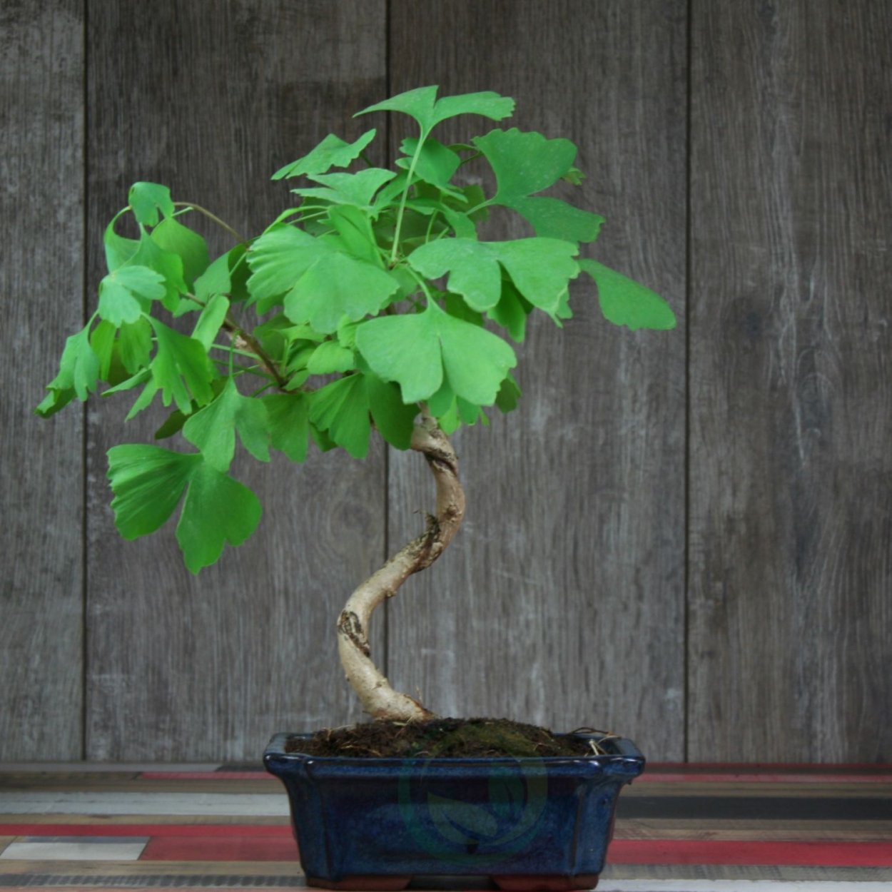 Плод дерева гинкго