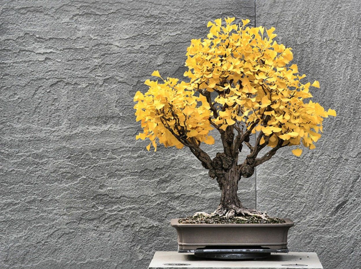 Бонсай фукинагаси гинкго