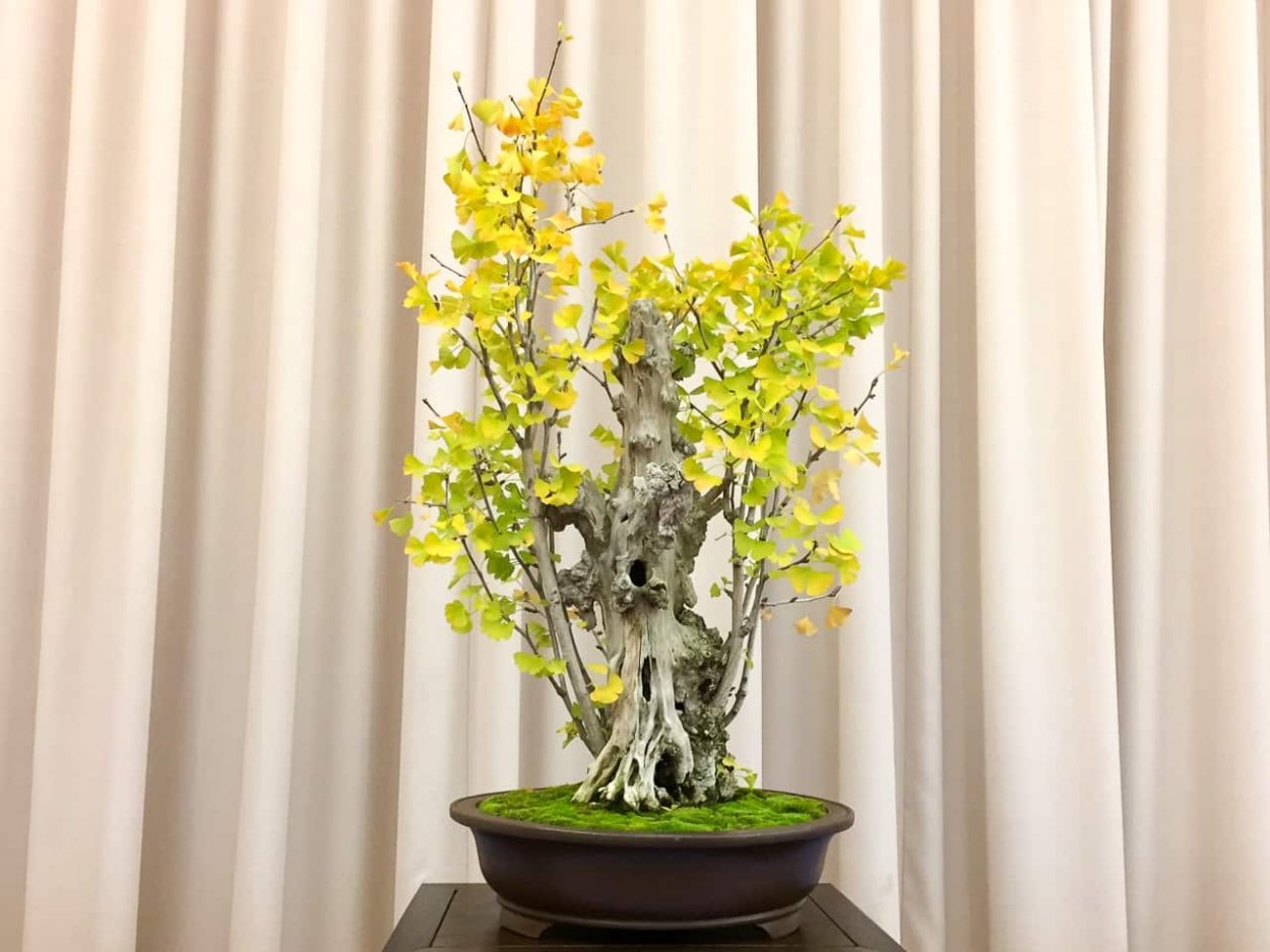 Гинкго билоба бонсай