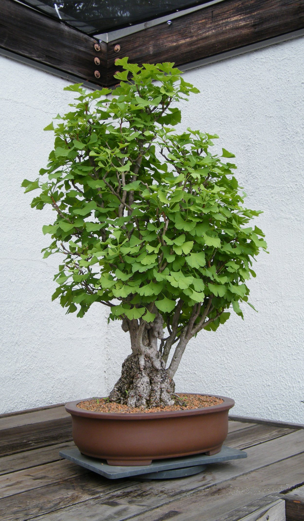 Бонсай без листьев